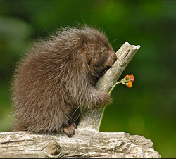 Porcupine