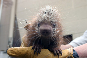 Porcupine