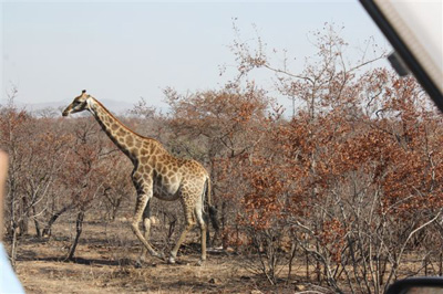 1. Giraffe