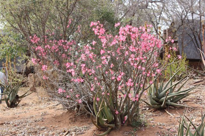 100. Impala Lily in camp