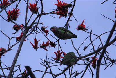 102. Green Parrots