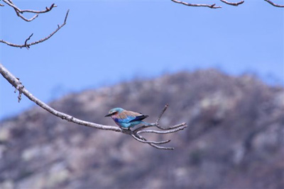 105. Lilac Breasted Shrike