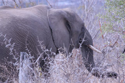 108. Elephant