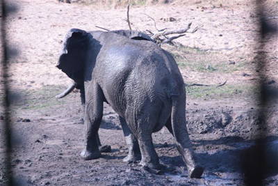 11. Elephant