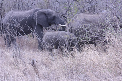 110. Elephant