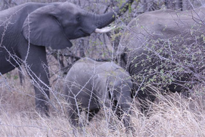 111. Elephant