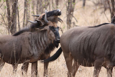 120. Wildebeest