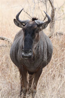 123. Wildebeest