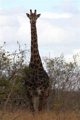 124. Giraffe