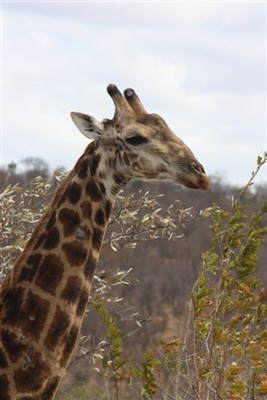 125. Giraffe