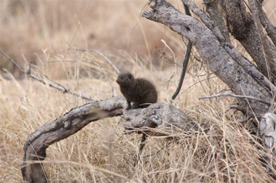 127. Dwarf Mongoose
