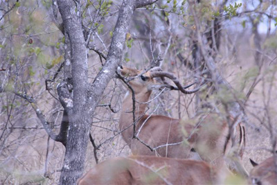 128. Impala