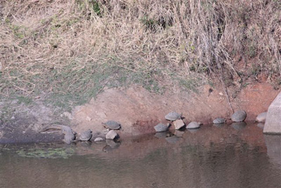 13. Crocodile and Terapins