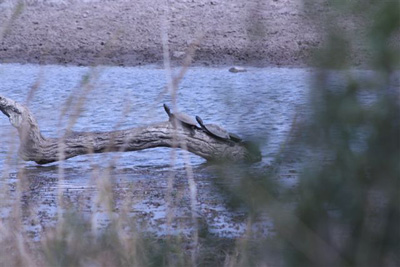 131. Terrapins