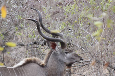 132. Kudu