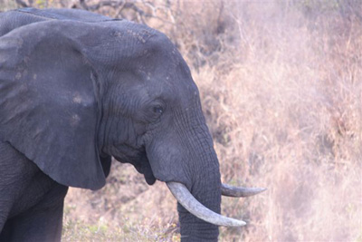 14. Elephant