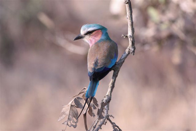 15. Lilac Breasted Roller