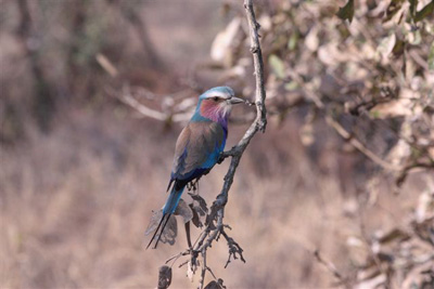 17. Lilac Breasted Roller