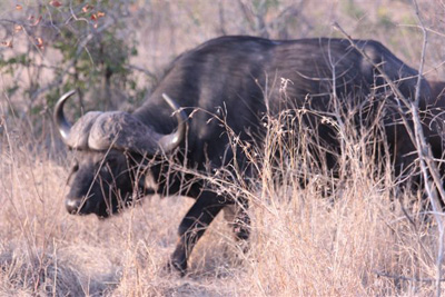 18. Buffalo