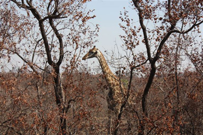 2. Giraffe