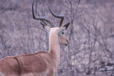 20. Impala