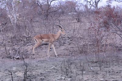 21. Impala