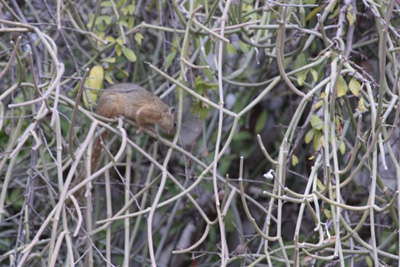 22. Squirrel