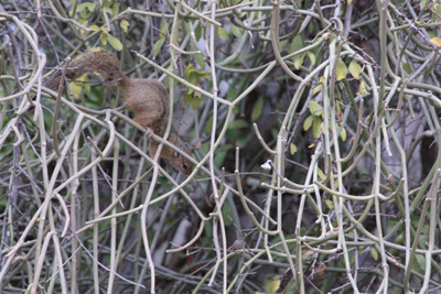 23. Squirrel
