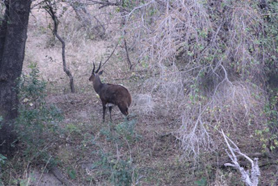 28. Male Bushbuck