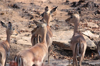 3. Impala