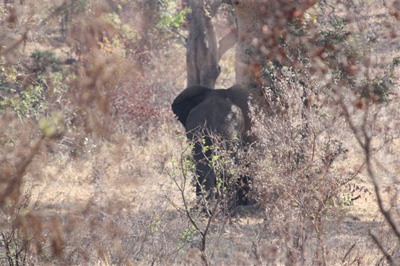 4. Elephant