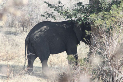 5. Elephant