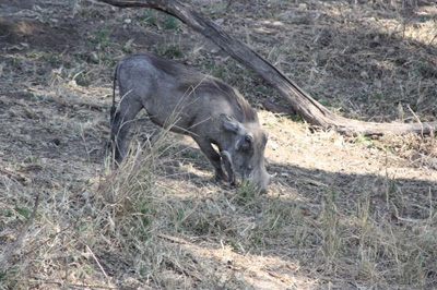 6. Warthog