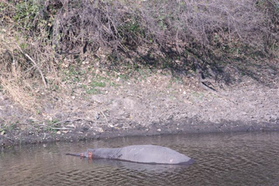 9. Hippo
