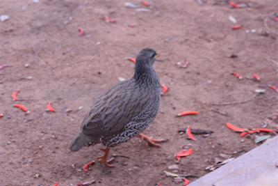 92. Francolin