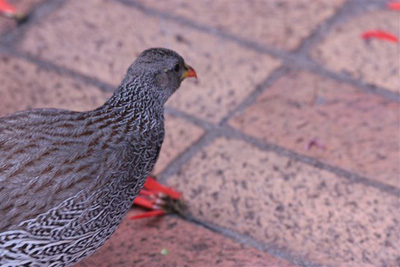 93. Francolin