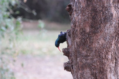 96. Redbilled Woodhoopoe