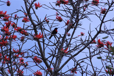98. Scarletchested Sunbird