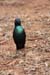 101. Glossy Starling