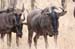 119. Wildebeest