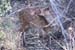 12. Bushbuck in front of the camp