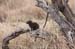 126. Dwarf Mongoose