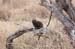 127. Dwarf Mongoose