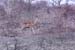 21. Impala