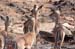 3. Impala
