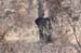 4. Elephant
