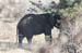 5. Elephant
