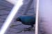 7. Glossy Starling