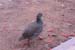 92. Francolin