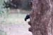 96. Redbilled Woodhoopoe